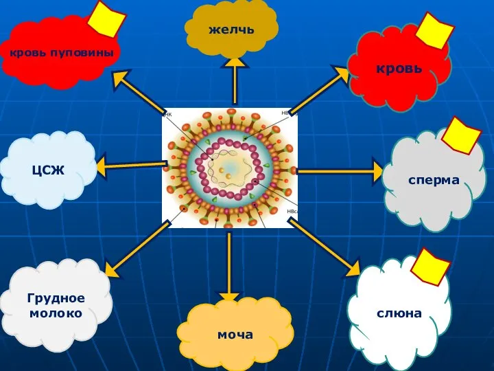кровь слюна сперма моча Грудное молоко ЦСЖ кровь пуповины желчь