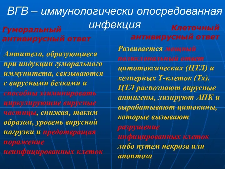 ВГВ – иммунологически опосредованная инфекция Гуморальный антивирусный ответ Антитела, образующиеся при