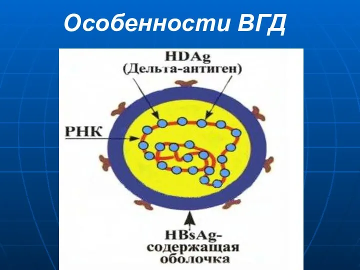 Особенности ВГД