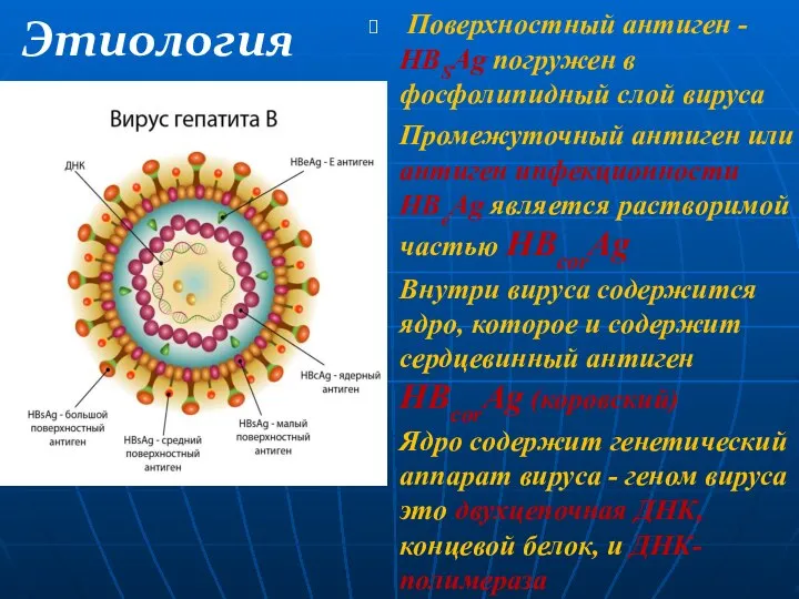 Этиология Поверхностный антиген - HBSAg погружен в фосфолипидный слой вируса Промежуточный