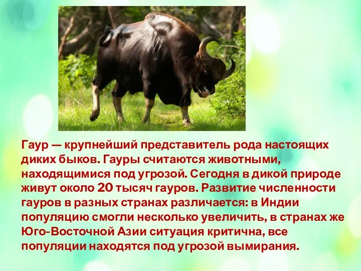 Гаур — крупнейший представитель рода настоящих диких быков. Гауры считаются животными,