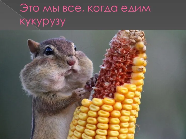 Это мы все, когда едим кукурузу