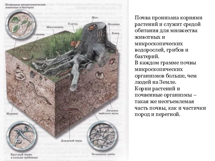 Почва пронизана корнями растений и служит средой обитания для множества животных