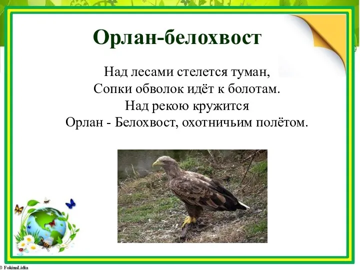 Орлан-белохвост Над лесами стелется туман, Сопки обволок идёт к болотам. Над