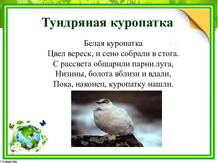 Тундряная куропатка Белая куропатка Цвел вереск, и сено собрали в стога.