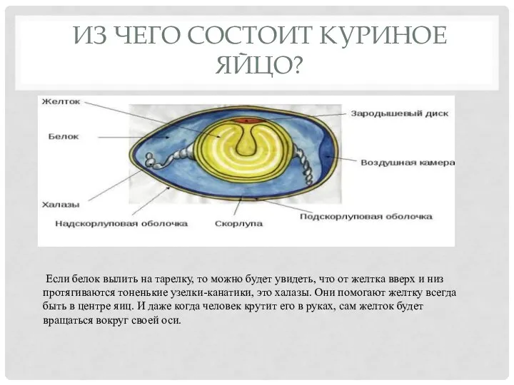 ИЗ ЧЕГО СОСТОИТ КУРИНОЕ ЯЙЦО? Если белок вылить на тарелку, то