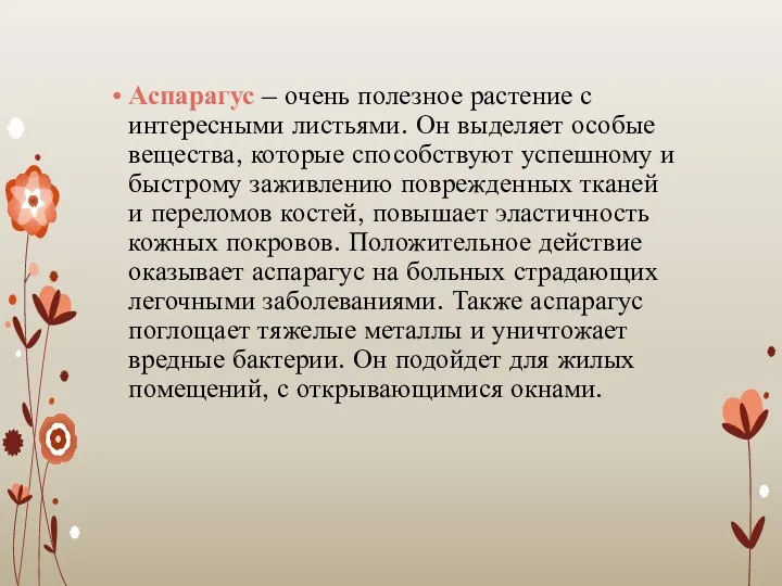 Аспарагус – очень полезное растение с интересными листьями. Он выделяет особые