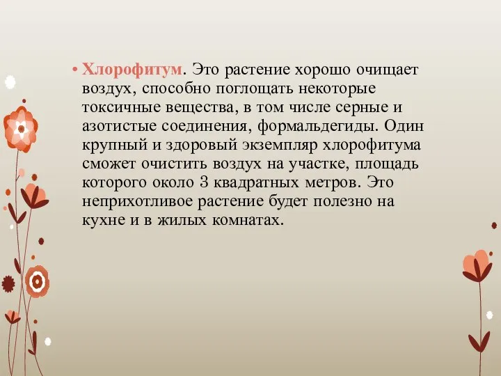 Хлорофитум. Это растение хорошо очищает воздух, способно поглощать некоторые токсичные вещества,