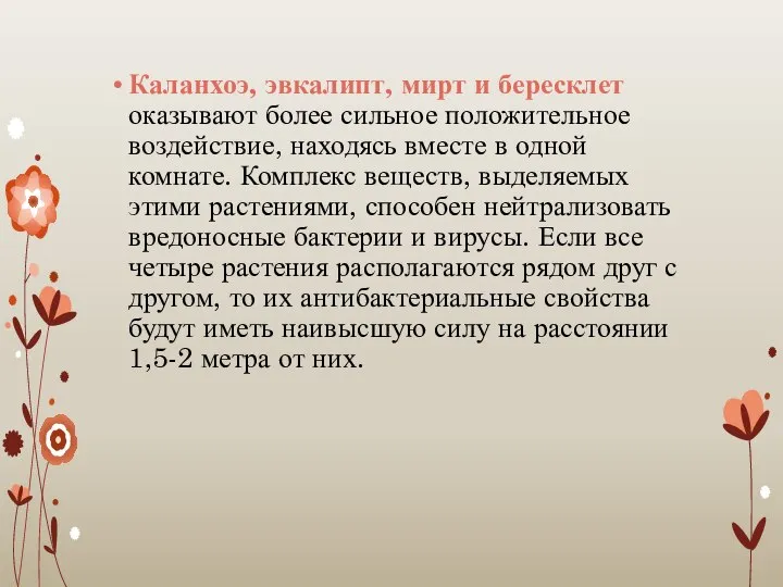 Каланхоэ, эвкалипт, мирт и бересклет оказывают более сильное положительное воздействие, находясь