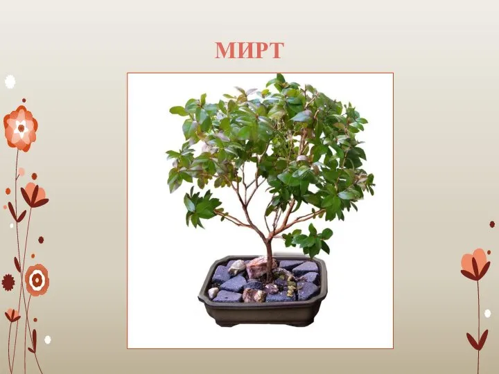 МИРТ