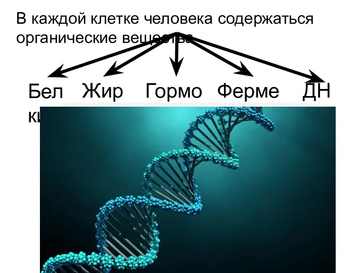 В каждой клетке человека содержаться органические вещества Белки Жиры Гормоны Ферменты ДНК