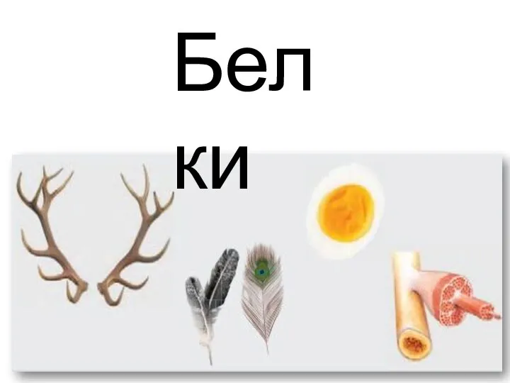 Белки