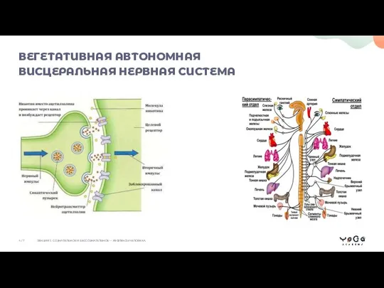 ВЕГЕТАТИВНАЯ АВТОНОМНАЯ ВИСЦЕРАЛЬНАЯ НЕРВНАЯ СИСТЕМА ЛЕКЦИЯ 3. СОЗНАТЕЛЬНОЕ И БЕССОЗНАТЕЛЬНОЕ — РЕФЛЕКСЫ ЧЕЛОВЕКА 4 / 7