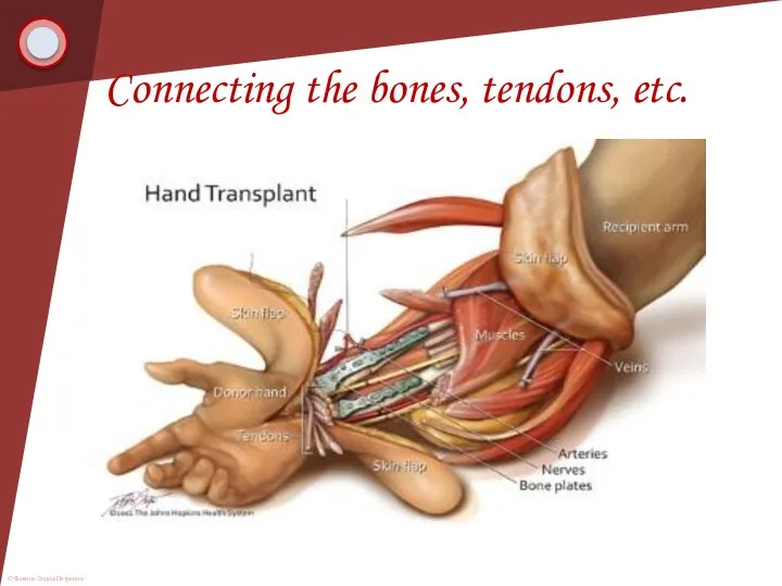 Connecting the bones, tendons, etc.