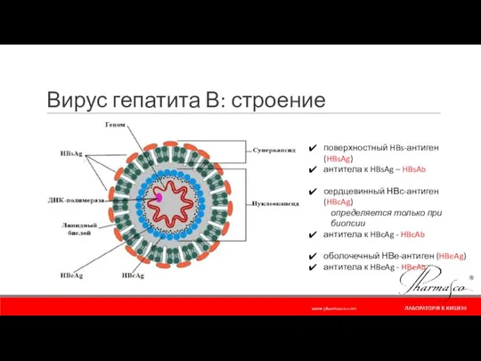 Вирус гепатита В: строение поверхностный HBs-антиген (HBsAg) антитела к HBsAg –