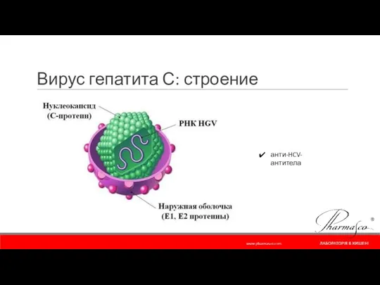 Вирус гепатита С: строение анти-HCV-антитела