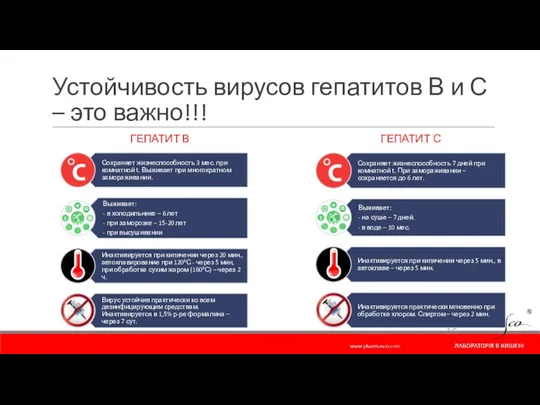 Устойчивость вирусов гепатитов В и С – это важно!!! ГЕПАТИТ В ГЕПАТИТ С