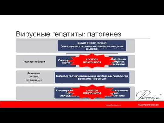 Вирусные гепатиты: патогенез АПОПТОЗ ГЕПАТОЦИТОВ АПОПТОЗ ГЕПАТОЦИТОВ