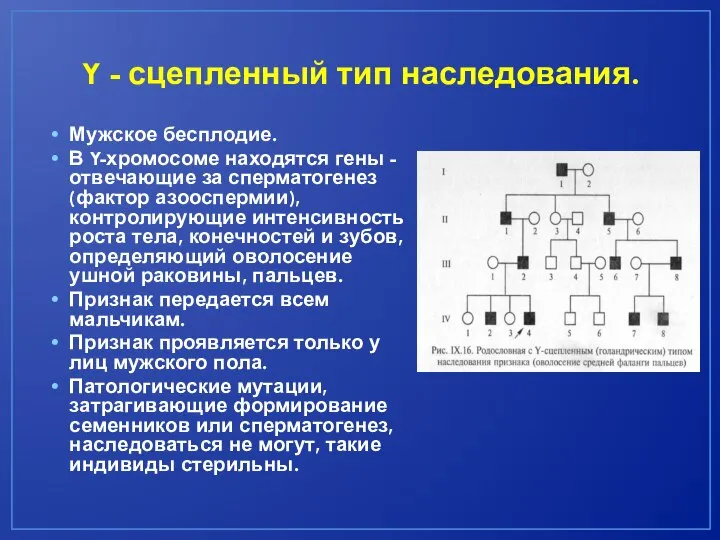 Y - сцепленный тип наследования. Мужское бесплодие. В Y-хромосоме находятся гены