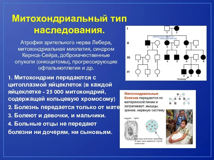 Митохондриальный тип наследования. 1. Митохондрии передаются с цитоплазмой яйцеклеток (в каждой