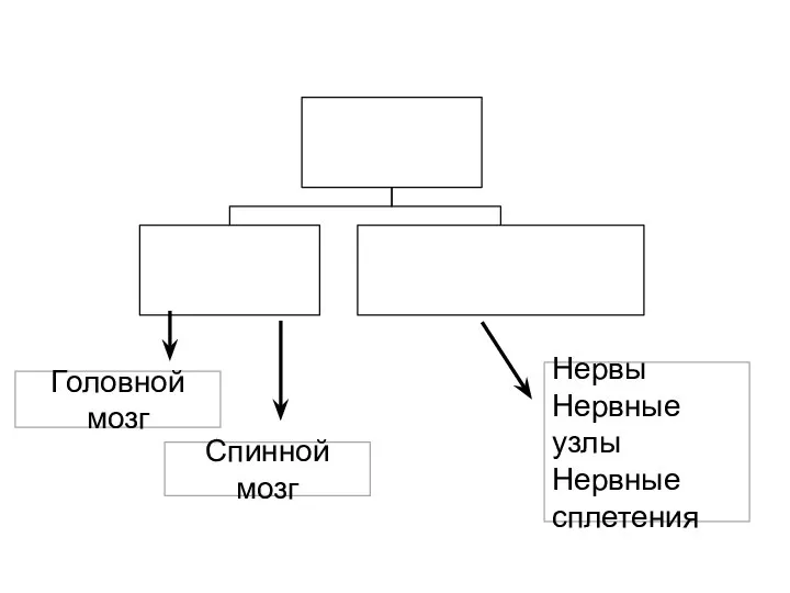 Головной мозг Спинной мозг Нервы Нервные узлы Нервные сплетения