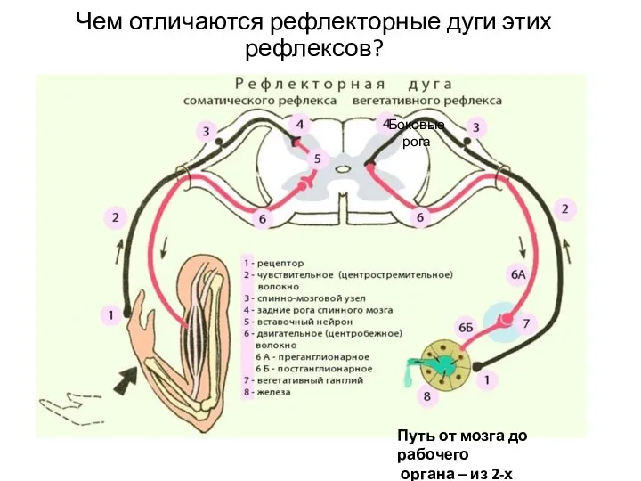 Чем отличаются рефлекторные дуги этих рефлексов? Боковые рога Путь от мозга