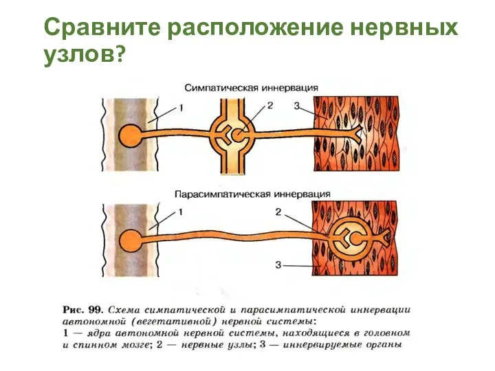 Сравните расположение нервных узлов?