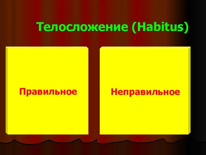 Телосложение (Habitus) Неправильное Правильное