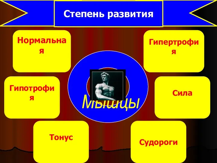 Мышцы Нормальная Тонус Сила Гипотрофия Гипертрофия Судороги Степень развития