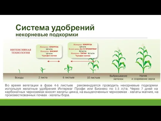 Система удобрений некорневые подкормки Во время вегетации в фазе 4-6 листьев