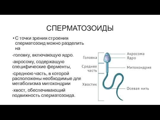 СПЕРМАТОЗОИДЫ С точки зрения строения сперматозоид можно разделить на -головку, включающую