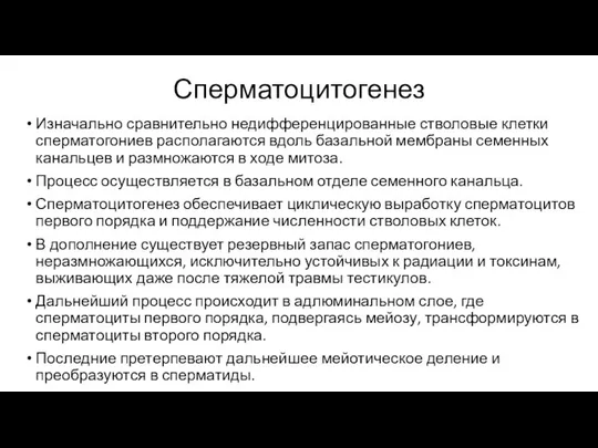 Сперматоцитогенез Изначально сравнительно недифференцированные стволовые клетки сперматогониев располагаются вдоль базальной мембраны