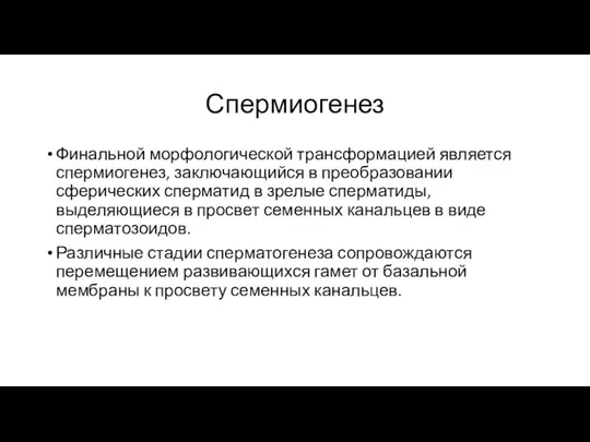 Спермиогенез Финальной морфологической трансформацией является спермиогенез, заключающийся в преобразовании сферических сперматид