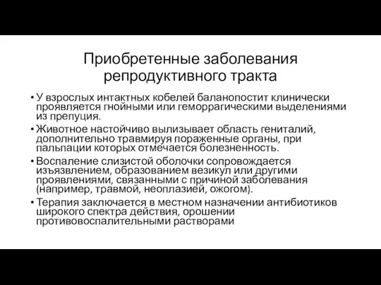 Приобретенные заболевания репродуктивного тракта У взрослых интактных кобелей баланопостит клинически проявляется