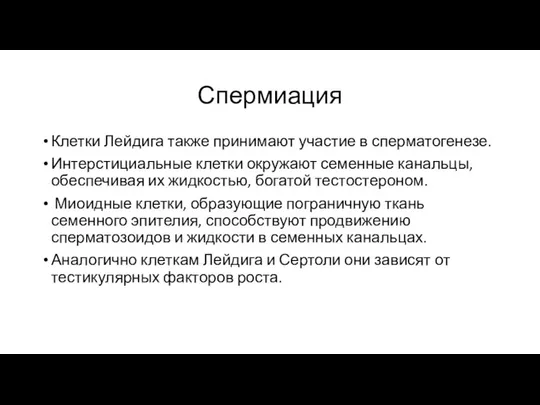 Спермиация Клетки Лейдига также принимают участие в сперматогенезе. Интерстициальные клетки окружают