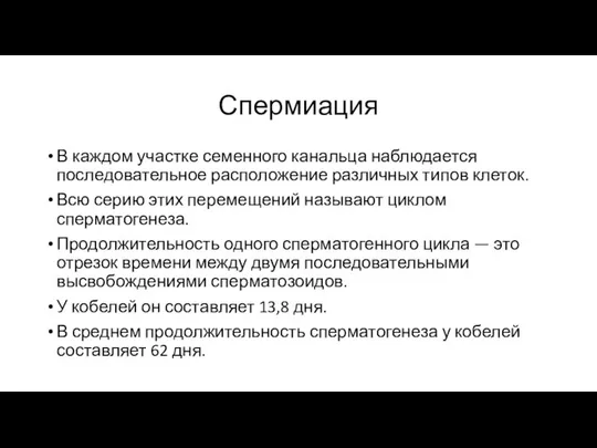 Спермиация В каждом участке семенного канальца наблюдается последовательное расположение различных типов