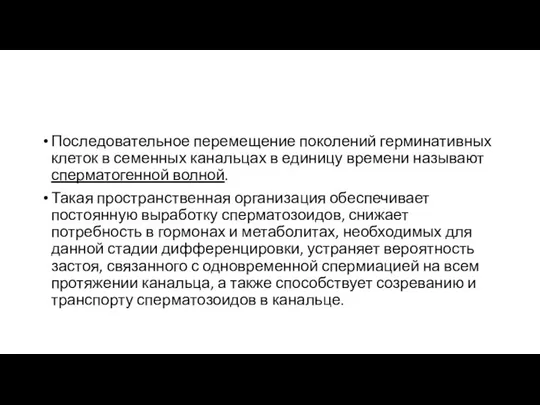 Последовательное перемещение поколений герминативных клеток в семенных канальцах в единицу времени