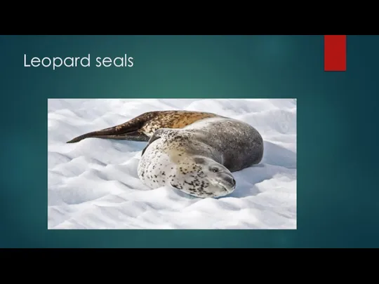 Leopard seals