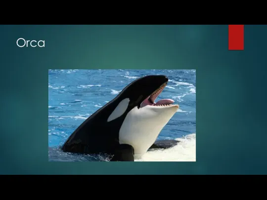 Orca