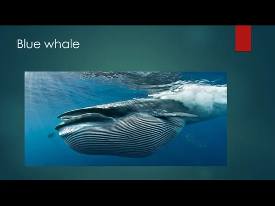 Blue whale