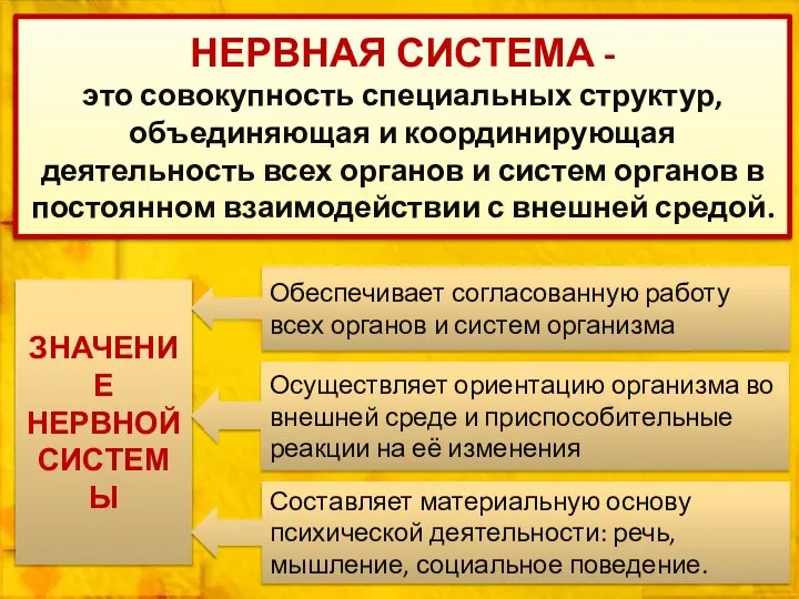 НЕРВНАЯ СИСТЕМА - это совокупность специальных структур, объединяющая и координирующая деятельность