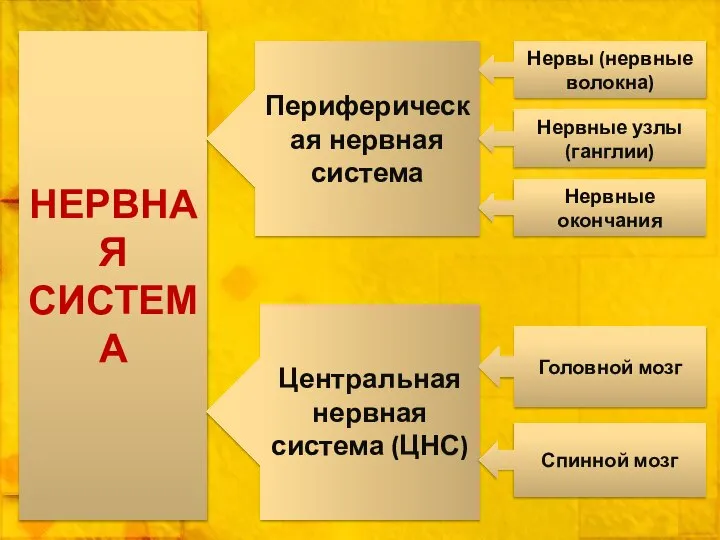 НЕРВНАЯ СИСТЕМА Центральная нервная система (ЦНС) Периферическая нервная система Нервы (нервные