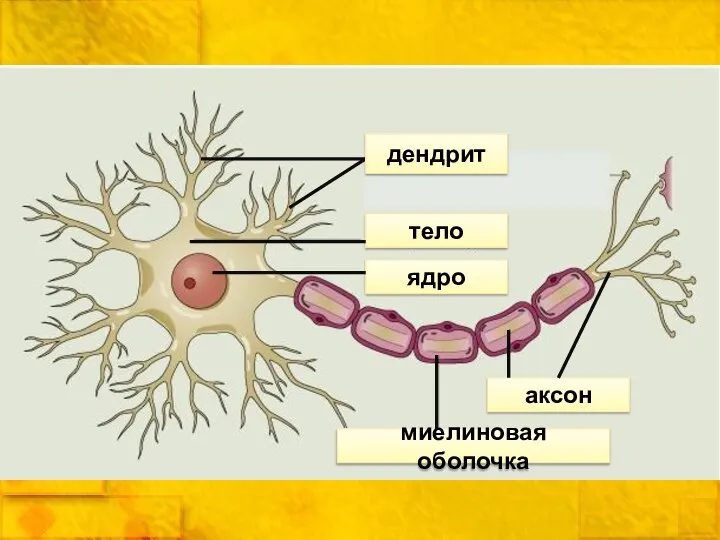 дендрит тело ядро миелиновая оболочка аксон