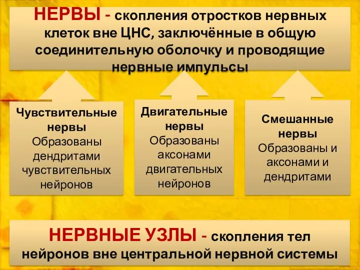 НЕРВЫ - скопления отростков нервных клеток вне ЦНС, заключённые в общую