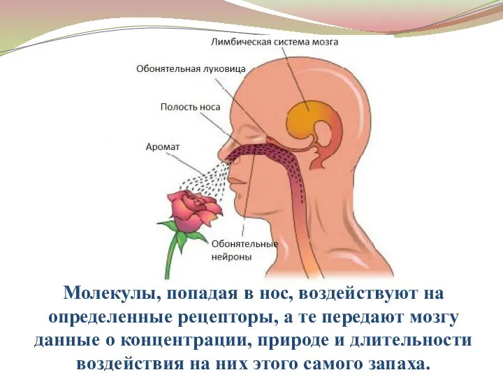 Молекулы, попадая в нос, воздействуют на определенные рецепторы, а те передают