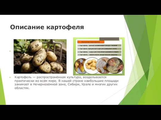 Описание картофеля Картофель — распространённая культура, возделывается практически во всём мире.