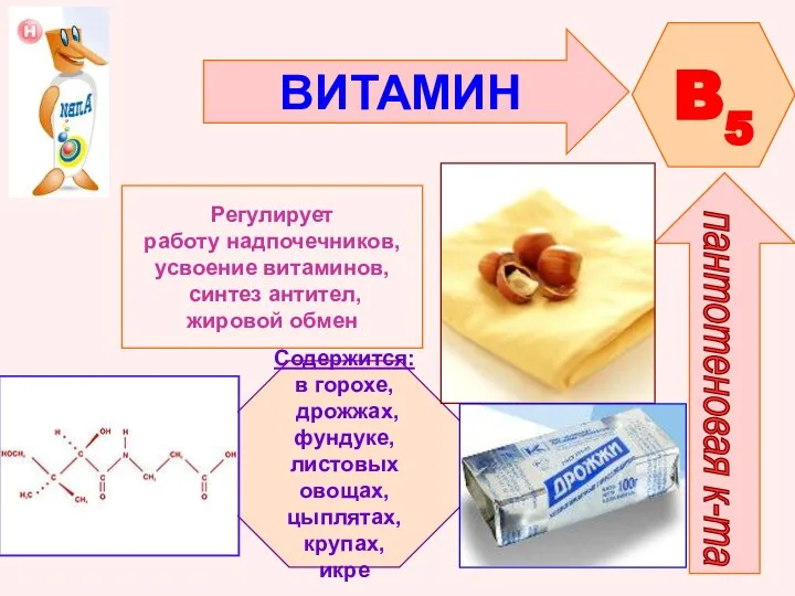 ВИТАМИН B5 пантотеновая к-та Регулирует работу надпочечников, усвоение витаминов, синтез антител,