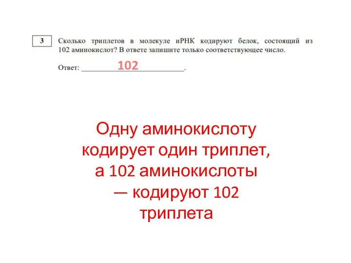 Одну аминокислоту кодирует один триплет, а 102 аминокислоты — кодируют 102 триплета 102