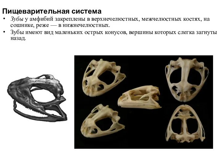 Пищеварительная система Зубы у амфибий закреплены в верхнечелюстных, межчелюстных костях, на