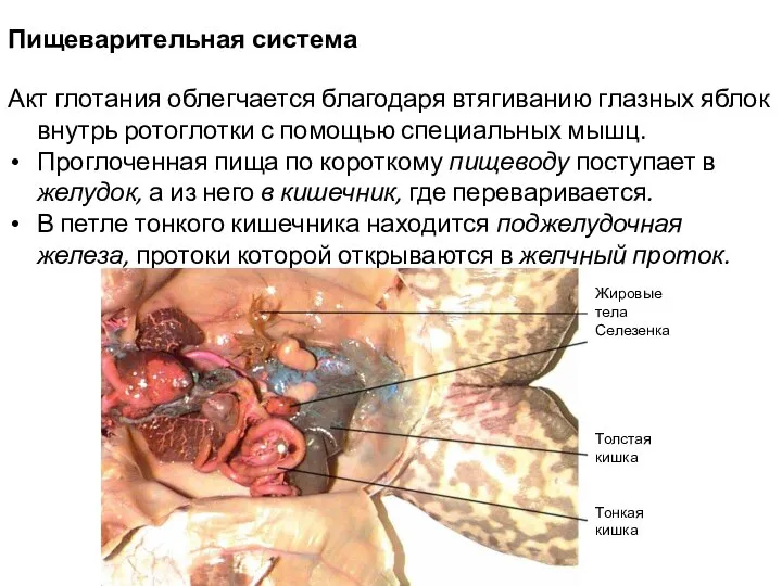 Пищеварительная система Акт глотания облегчается благодаря втягиванию глазных яблок внутрь ротоглотки